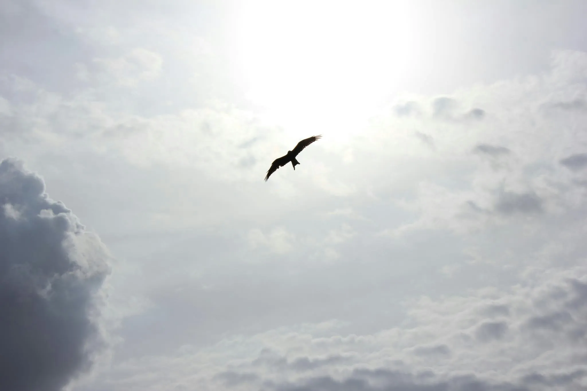 A bird flying in the sky, free from the pressure of the world